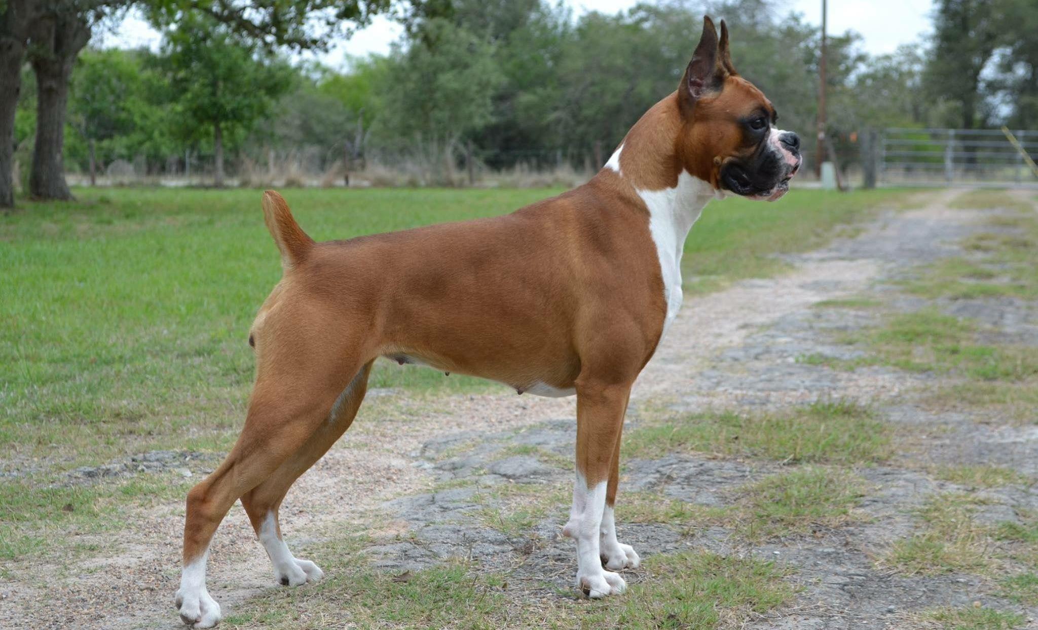 A fawn boxer stands in the grass