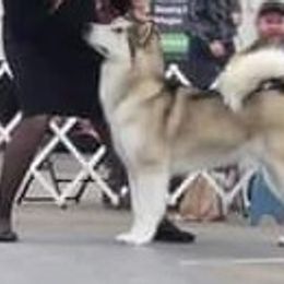 Alaskan Malamutes from Sno-Cub Alaskan Malamutes