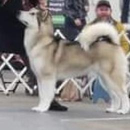 Alaskan Malamutes from Sno-Cub Alaskan Malamutes