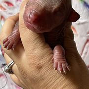 Urania - Red Xoloitzcuintli puppy in Victorville, California from Elegancia Vintage Xoloitzcuintle