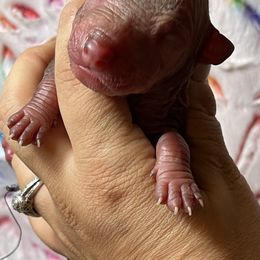 Urania - Red Xoloitzcuintli puppy in Victorville, California from Elegancia Vintage Xoloitzcuintle