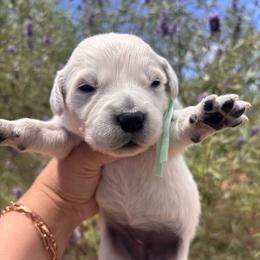 Mint green (3700) - Light golden female Golden Retriever puppy in Pahrump, Nevada from Southern Nevada Goldens
