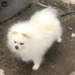 Pomeranians from Lagniappe Pet Services