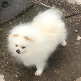 Pomeranians from Lagniappe Pet Services