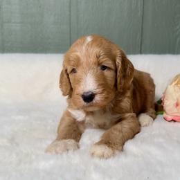 Morelle - Apricot female Goldendoodle puppy in Osage City, Kansas from Golden Ridge Goldens