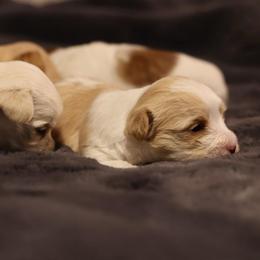 Snickerdoodle - White and tan female Morkie puppy in Tucson, Arizona from Sun-Kissed Morkies