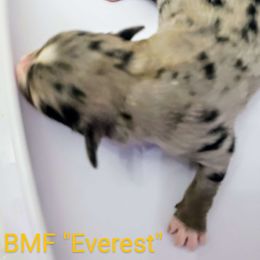 Everest - Blue merle Miniature Australian Shepherd puppy in Galesburg, Illinois from Blessed Knights Mini Aussies