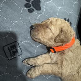 Carrot - Red  male Goldendoodle puppy in Waterloo, Illinois from Ashly Miller