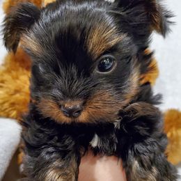 Biewer Terriers and Yorkshire Terriers from BiewerHeart Yorkies