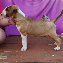 Bull Terrier Puppies from Virtue Bull Terriers