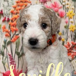 Seville - Parti male Goldendoodle puppy in Chattanooga, Tennessee from Scenic City Doodles