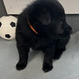 Girl 3 - Black female German Shepherd puppy in Sharon Grove, Kentucky from Julie’s Shepherds