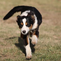Emu - Black tri male Miniature American Shepherd puppy in Williamston, Michigan from Rust Belt Farms