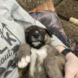 Irish Wolfhound Puppies from Serendipity Sighthounds