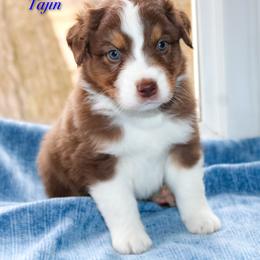Tajin - Red tri-color male Australian Shepherd puppy in Coldwater, Michigan from Northern Star Australian Shepherds