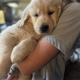 1st pick - Light golden female Golden Retriever puppy in Clay Center, Nebraska from Storm Chasers- Golden Retrievers & Basset Hounds
