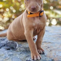 Pharaoh Hound Puppies from ACE Pharaoh Hounds