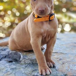 Pharaoh Hound Puppies from ACE Pharaoh Hounds
