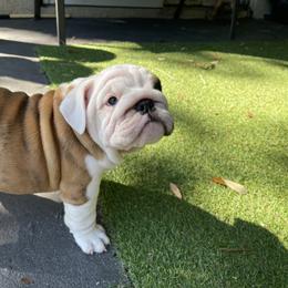 Bulldog Puppies from Semper Fi Bulldogs