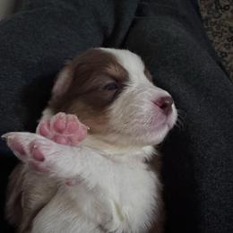 Hazelnut - Red tri-color female Australian Shepherd puppy in Wrightstown, New Jersey from Hartzland Farm Australian Shepherds