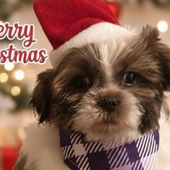 Chip - Brown and white male Shichon puppy in Brainerd, Minnesota from Angie’s Teddy Bear Puppies Minnesota