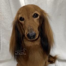 Stasia - Dachshund
