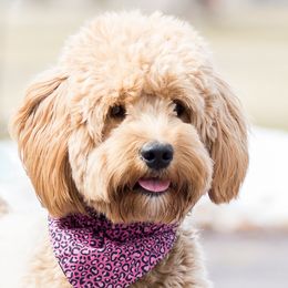 Nellie - Goldendoodle