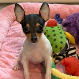 Toy Fox Terrier Puppies from Ultra Quest Show Dogs
