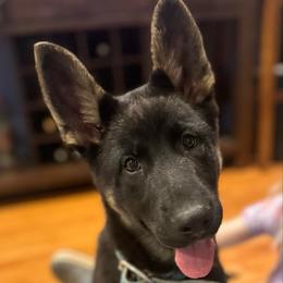 Belle - Black and red female German Shepherd puppy in Brandywine, Maryland from Lucky Z Ranch