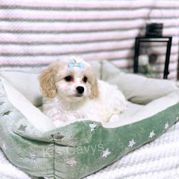 Cavalier King Charles Spaniel and Cavapoo Puppies from K’s Cavys