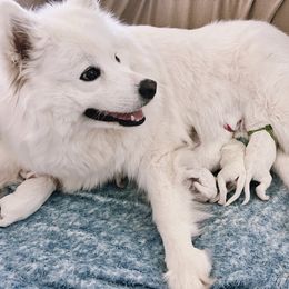 Chansey - Samoyed