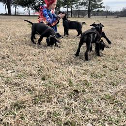 Great Dane Puppies from Mara Danes