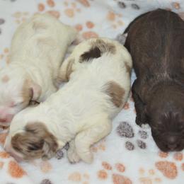 Cockapoo puppies from Shondel Puppy Paws