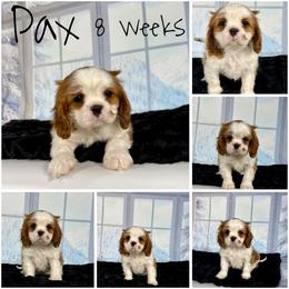 Pax - Blenheim male Cavalier King Charles Spaniel puppy in De Pere, Wisconsin from Rose Garden Kennels