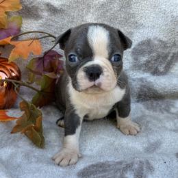 Froggy - Blue male Boston Terrier puppy in Corning, California from SB Bostons / Raksha Malinois