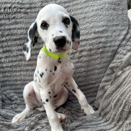 Mr.Lime - White and black male Dalmatian puppy in Chehalis, Washington from Dalmatian Vacation