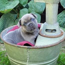 French Bulldogs from Forever Yours Frenchies