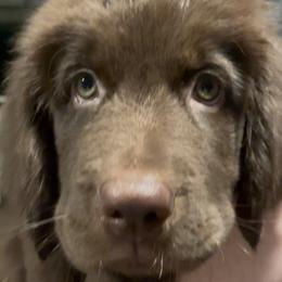 Boy 5 - male Newfoundland puppy in Comstock Park, Michigan from Two Brown Dogs and a Pig