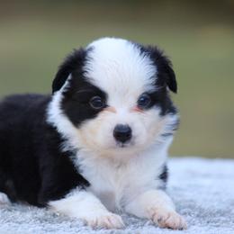 Griffin - Black tri male Toy Australian Shepherd puppy in Bauxite, Arkansas from J & B Mini Aussies