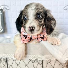 Mr. Green-3800 - Dapple male Dachshund puppy in Sparr, Florida from From the Heart Doxies