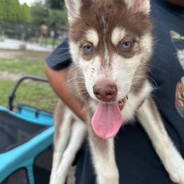 Leia - Red and white female Siberian Husky puppy in Lakeland, Florida from Ice Blue Legacy Siberians Huskies