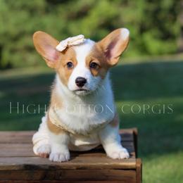 Magdalene (Maggie) - White and red female Pembroke Welsh Corgi puppy in Benton, Arkansas from High Cotton Corgis