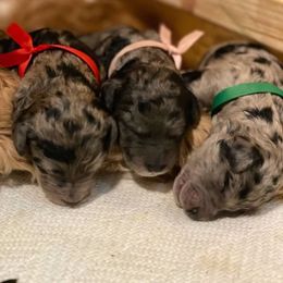 Goldendoodle Puppies from Doodles Are Golden