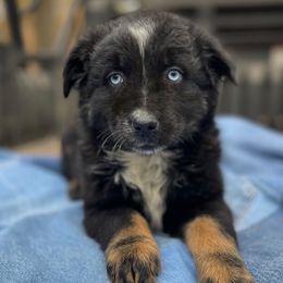 Male 5 - Black tri-color male Australian Shepherd puppy in Smithville, Arkansas from Harris Farms and Aussies