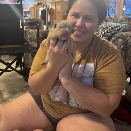 Aussiedoodle, Bulldog, Miniature Australian Shepherd, Poodle, and Toy Australian Shepherd Puppies from Mowry Creek Mini Aussiedoodles and More