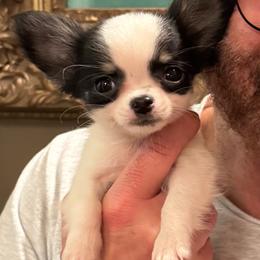 Sable and white male - Sable spotted white male Chihuahua puppy in Strawberry, Arkansas from Strawberry River Chihuahuas