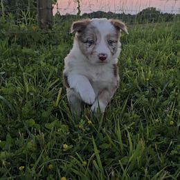 Kindal - Red merle female Border Collie puppy in Owenton, Kentucky from Three16 Ranch
