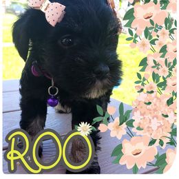 Miniature Schnauzer Puppies from Amaya Lara Schnauzers