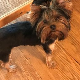 "Samantha (Sammy)" Yorkshire Terrier All Grown Up from J. Fortin Yorkies