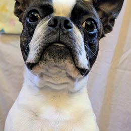 Alucard - Boston Terrier